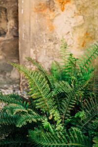 Fotográfia Green fern leaves lush foliage., Olena Malik