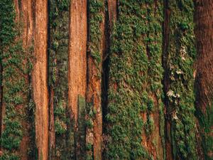 Fotográfia Natural moss pattern on cedar tree, Alex Ratson
