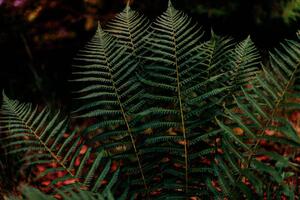 Fotográfia Dark green fern foliage in the forest, Olena Malik
