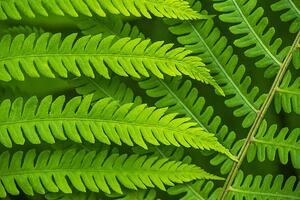 Fotográfia Fern leaf in the forest - green nature background, Belyay, (40 x 26.7 cm)