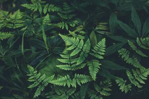 Fotográfia Jungle leaves background, Jasmina007, (40 x 26.7 cm)