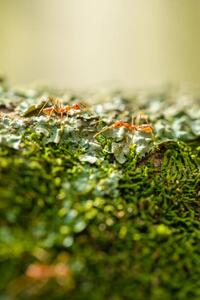 Fotográfia Two weaver ants on a lichen, Jordan Lye, (26.7 x 40 cm)