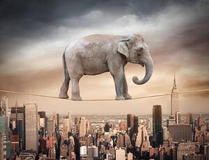 Illusztráció Elephant balancing on the rope, narvikk, (40 x 30 cm)