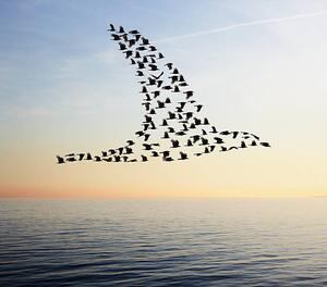 Illusztráció Flock of birds in bird formation flying above sea, Tim Robberts