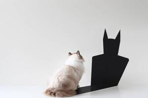 Illusztráció Conceptual ragdoll cat looking at bat shadow, pchyburrs