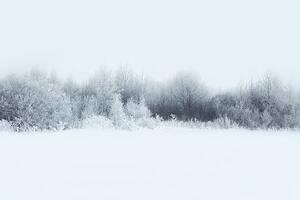 Fotográfia Beautiful winter forest landscape, trees covered, Guasor