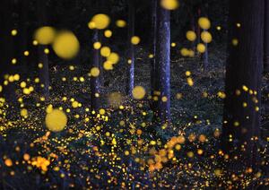 Művészeti fotózás The Galaxy in woods, Nori Yuasa, (40 x 30 cm)