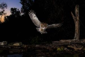 Fotográfia Tawny owl flying in the forest at night, Spain, AlfredoPiedrafita