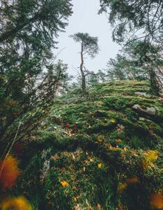 Fotográfia Mysterious autumn forest, tree on a, Milamai, (30 x 40 cm)