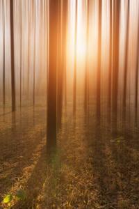 Fotográfia Golden Forest, owngarden, (26.7 x 40 cm)
