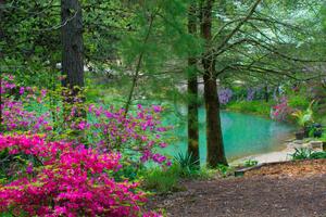 Fotográfia Spring FLowers -and Lake view--Gibson County, William Reagan