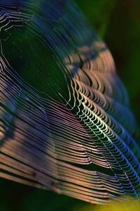 Művészeti fotózás Close-up of spider on web,France, Minh Hoang Cong / 500px, (26.7 x 40 cm)