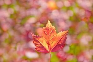 Fotográfia Fall leaves, Grant Faint
