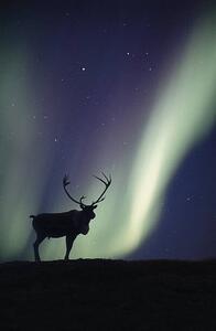 Fotográfia Caribou bull and Aurora Borealis,, Johnny Johnson
