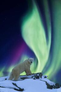Fotográfia Aurora borealis and polar bear, Patrick J. Endres, (26.7 x 40 cm)