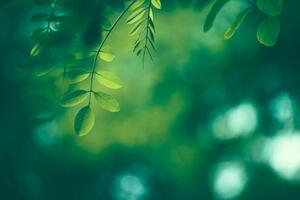 Fotográfia Leaf Background, Jasmina007, (40 x 26.7 cm)