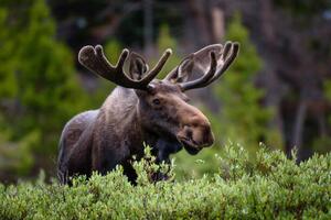 Fotográfia A moose moose in the forest,Fort, Hawk Buckman / 500px