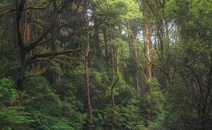 Fotográfia Australian temperate rainforest jungle detail, Kristian Bell