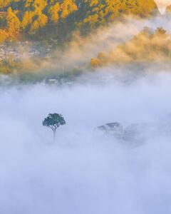 Fotográfia lonely tree in the fog with, Khanh Bui
