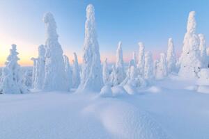 Fotográfia Trees covered with snow at dawn,, Roberto Moiola / Sysaworld