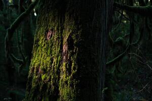 Fotográfia tree trunk with many attachment, (40 x 26.7 cm)