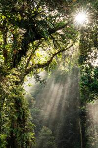 Fotográfia Sunbeam in Tropical Rain forest in Danum Valley, Nora Carol Photography