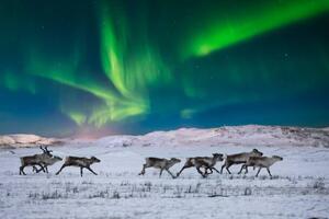 Fotográfia Wild reindeer on the tundra on, Anton Petrus