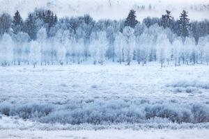 Fotográfia Hoar frosted trees in Jackson, Wyoming,, David Clapp