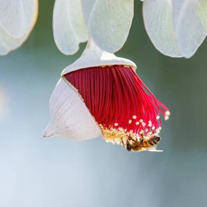 Fotográfia Red and Yellow Eucalyptus Gum Blossom, Robbie Goodall