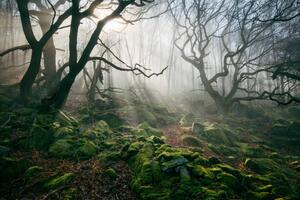 Fotográfia Light hinging through trees/., James Mills