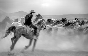 Művészeti fotózás Running Horses, Yabani atlar Mustafa, (40 x 26.7 cm)