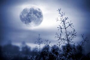 Művészeti fotózás Winter night mystical scenery. Full moon, Elena Kurkutova, (40 x 26.7 cm)