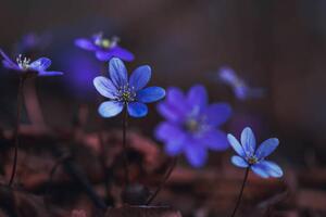 Fotográfia Blue anemones on the forest floor, Baac3nes