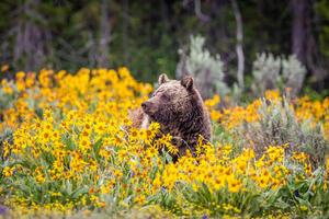 Művészeti fotózás Grizzly Bear in Spring Wildflowers, Troy Harrison, (40 x 26.7 cm)