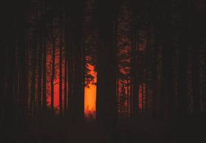 Fotográfia Forest Fire, Milamai, (40 x 26.7 cm)
