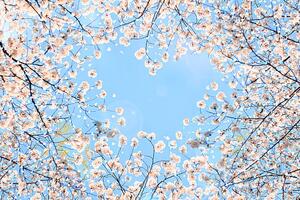 Művészeti fotózás Cherry blossom, YuriF, (40 x 26.7 cm)