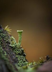 Fotográfia Macro of a Cladonia pyxidata fungus,, Wirestock