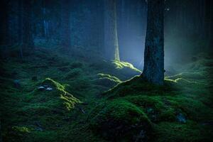 Fotográfia Spruce forest with moss at night, Schon