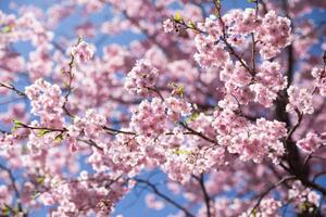 Fotográfia Sweet sakura flower in springtime, somnuk krobkum, (40 x 26.7 cm)