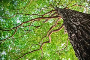 Fotográfia New green leaf tree in nature forest, somnuk krobkum, (40 x 26.7 cm)