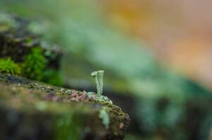 Fotográfia moss forest litter macro, fantastic plants., jinjo0222988, (40 x 26.7 cm)