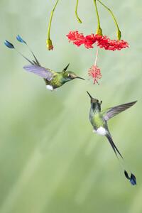 Fotográfia Pair of male Booted Rackettail Hummingbirds, Hal Beral, (26.7 x 40 cm)