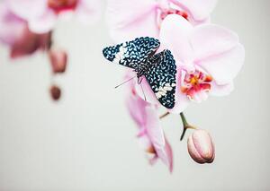 Művészeti fotózás Butterfly On Orchid, borchee, (40 x 30 cm)