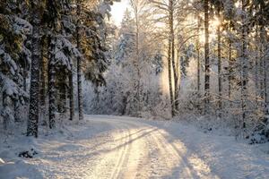 Fotográfia Narrow snowy forest road on a sunny winter day, Schon
