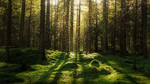 Fotográfia Magical fairytale forest., Björn Forenius, (40 x 22.5 cm)