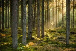 Fotográfia Evening sun shining in spruce forest, Schon