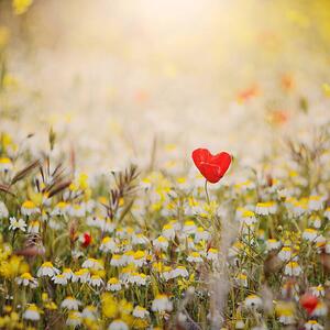Fotográfia Heart shaped poppy, Julia Davila-Lampe