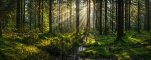 Fotográfia Sunlight streaming through forest canopy illuminated, fotoVoyager, (50 x 20 cm)