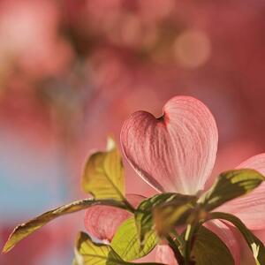 Fotográfia Heart bloom, Pamela Long, (40 x 40 cm)