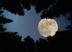Fotográfia Full super moon over forest, Jasmin Merdan, (40 x 30 cm)